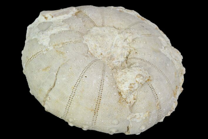 Fossil Sea Urchin (Heterodiadema) - Morocco #104478